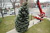 A lot of tree to trim | Archives | The Berkshire Eagle
