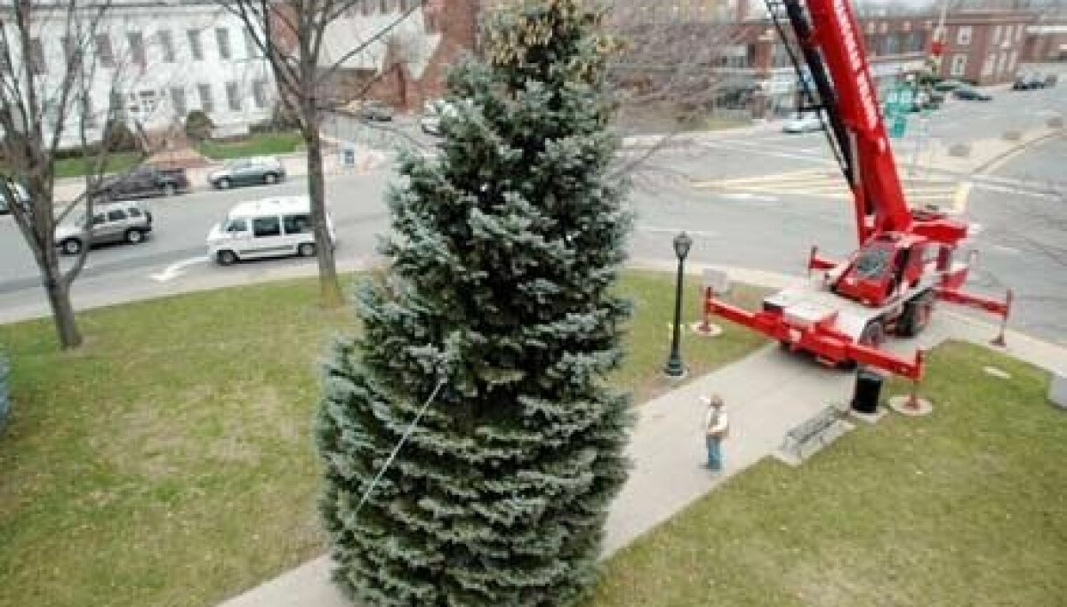 Lot Con Tree A lot of tree to trim | Archives | The Berkshire Eagle