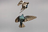 As tree swallows arrive, spring begins to awaken across the landscape ...