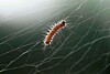 Spongy Moths have hatched in the Berkshires. Here's how to get rid of ...