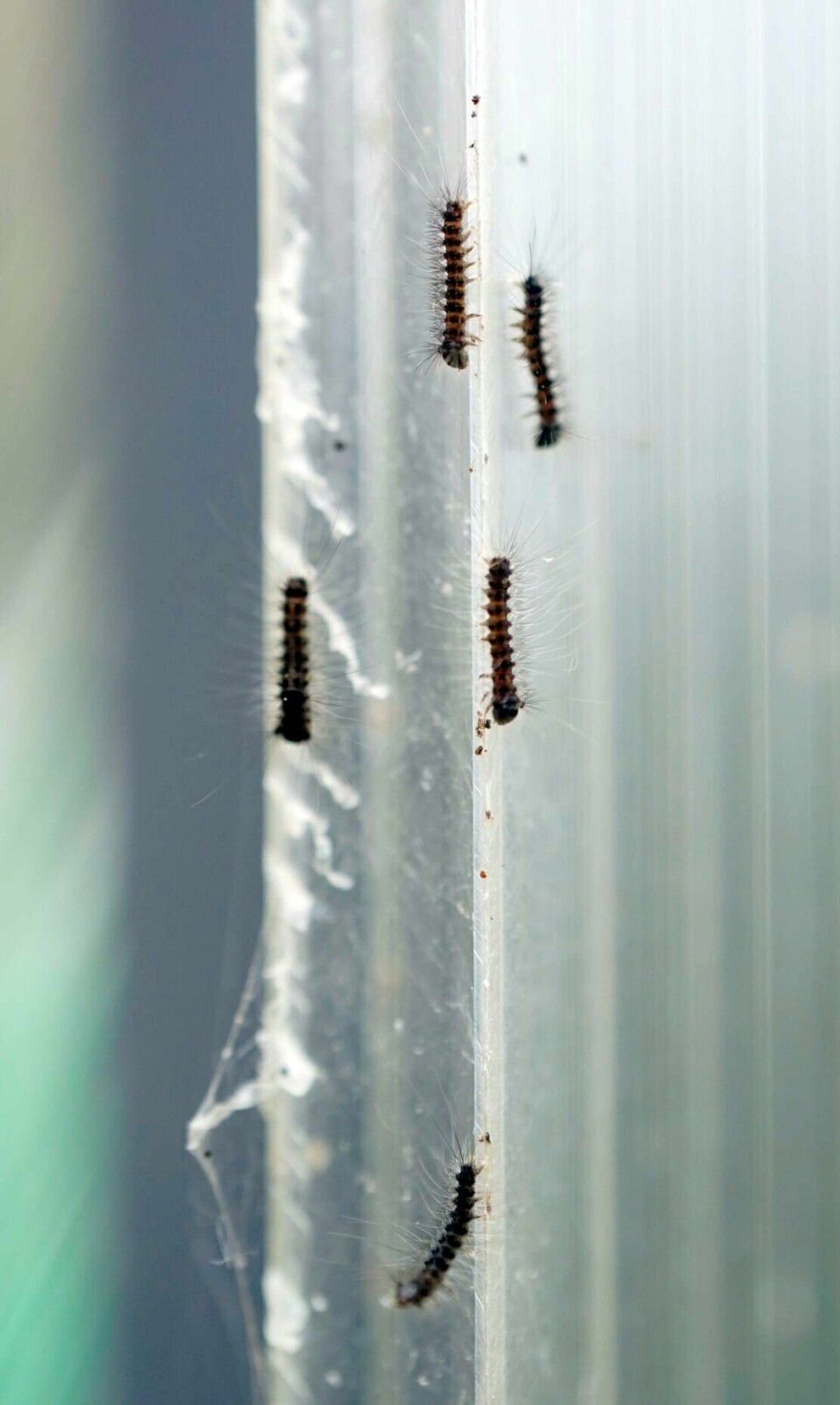 Tree Rash Spongy Moths have hatched in the Berkshires. Here's how to get rid of ...
