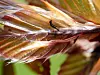 Spongy Moths have hatched in the Berkshires. Here's how to get rid of ...