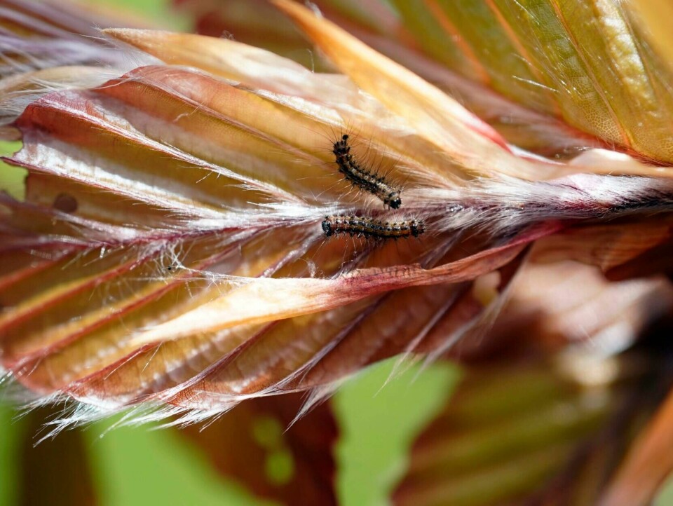 Tree Rash Spongy Moths have hatched in the Berkshires. Here's how to get rid of ...