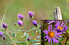 Meet the purple star of Berkshire autumn meadows