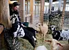 Meet the newborns: New piglets, calves and lambs debut as Hancock ...