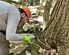 121 old-growth hemlocks get a lifeline in the fight against a ...