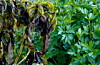 Dense tropical plants with weathered leaves beside vibrant green foliage.