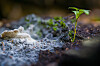White mycelium spreads across dark soil beside a small green seedling.