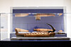Ancient mysteries, modern discoveries: Animal mummies take center stage at Berkshire Museum
