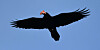 A common raven delivers a rare photo opportunity — and a mystery — during fall migration