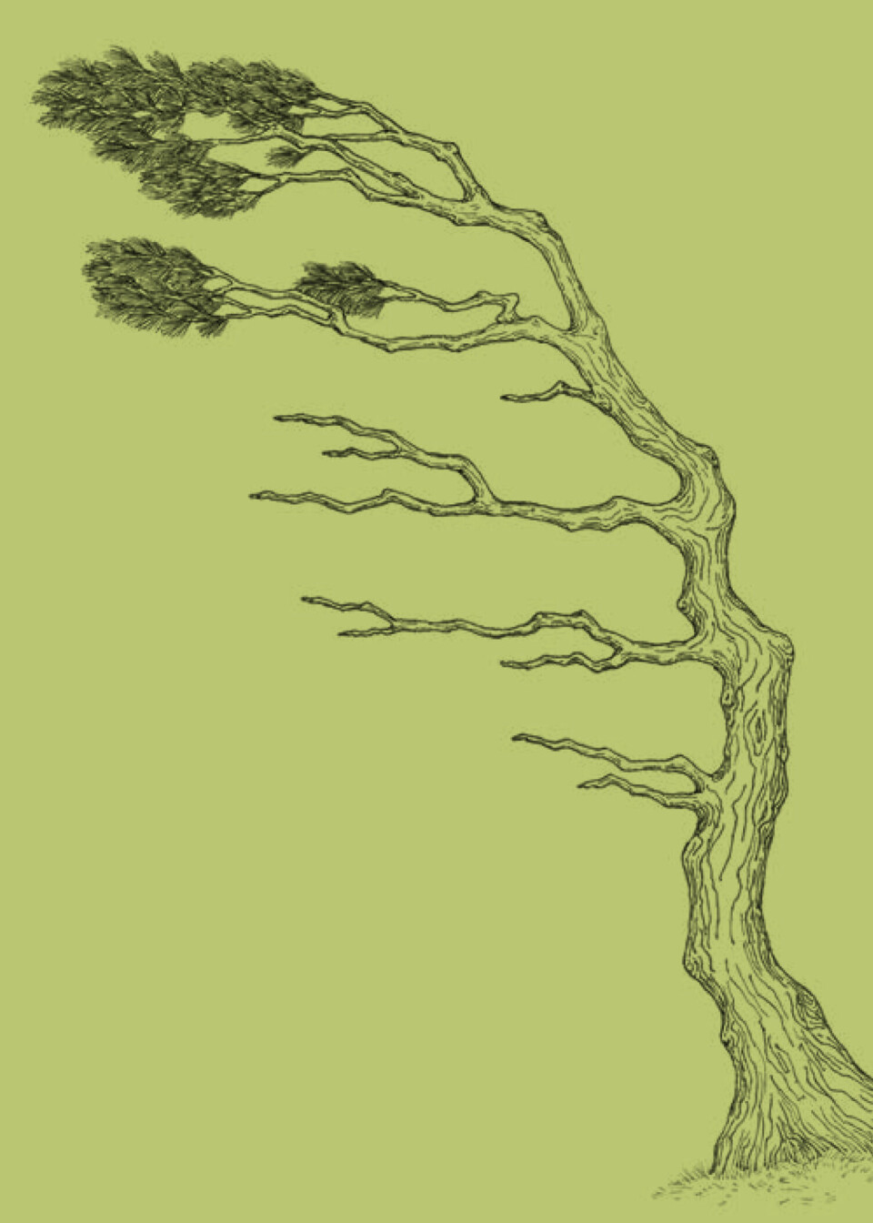 Flagging Tree Death Berkshire author Hannah Fries finds poetry in the science of trees